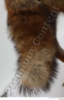  Red fox tail 0005.jpg